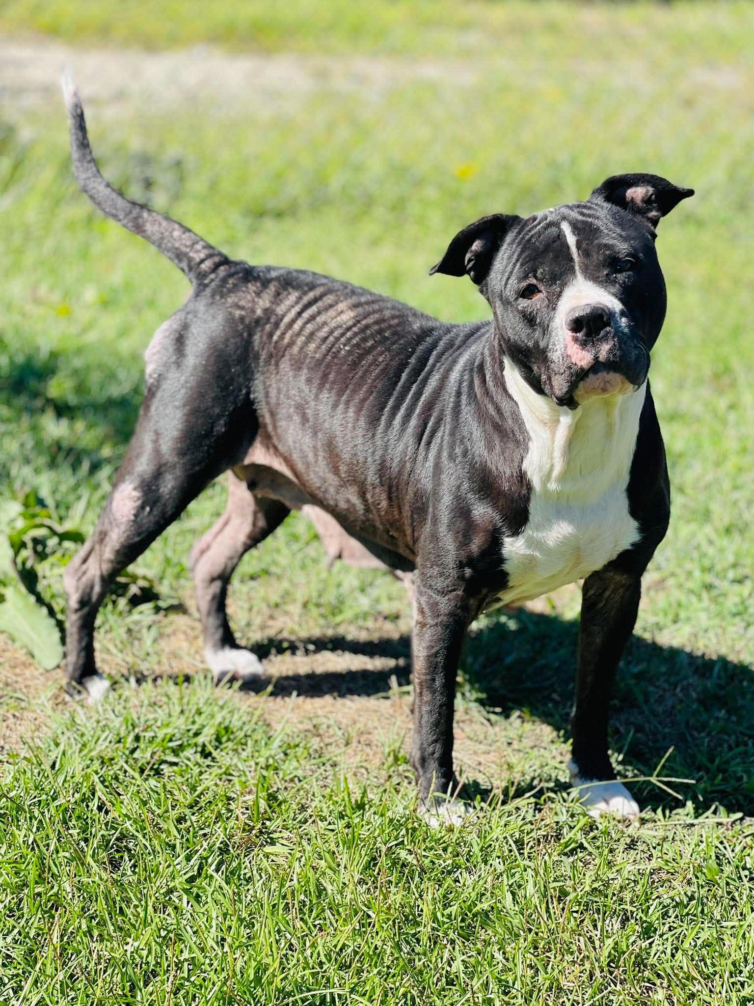 Enlarge Rescue Only- AC- 5325 "Hailey", a Adopted mixed breed in Conyers, GA image 3/3