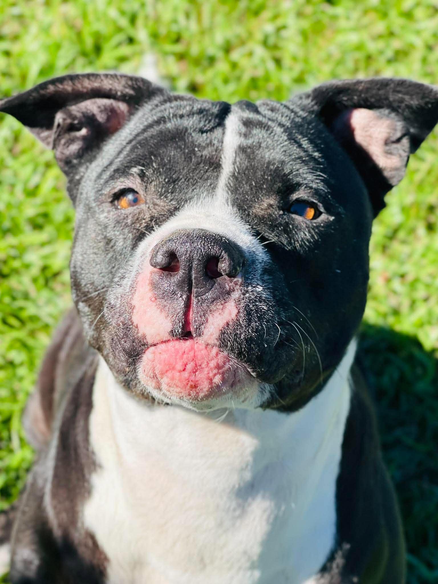 Enlarge Rescue Only- AC- 5325 "Hailey", a Adopted mixed breed in Conyers, GA image 2/3