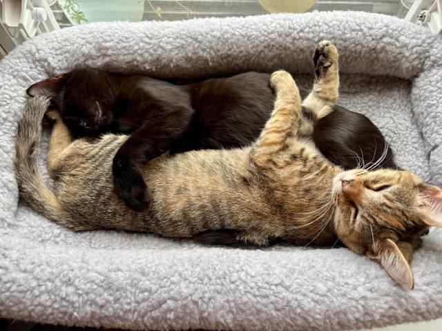 SWEETIE & VELVET, an adoptable mixed breed in Bangor, ME image 1/6
