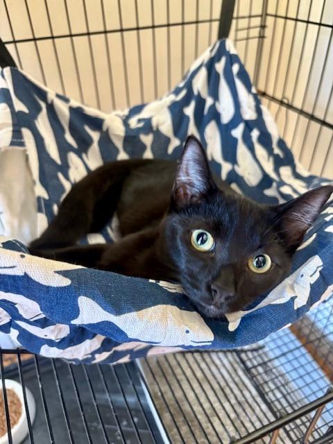 SWEETIE & VELVET, an adoptable mixed breed in Bangor, ME image 6/6