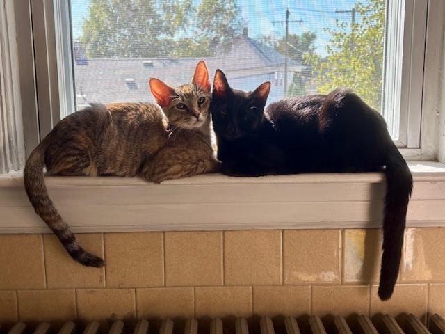 SWEETIE & VELVET, an adoptable mixed breed in Bangor, ME image 3/6