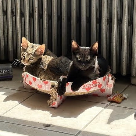 SWEETIE & VELVET, an adoptable mixed breed in Bangor, ME image 4/6