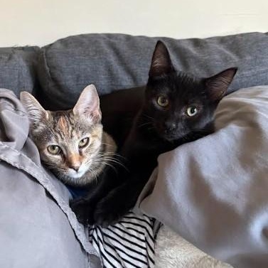 SWEETIE & VELVET, an adoptable mixed breed in Bangor, ME image 2/6
