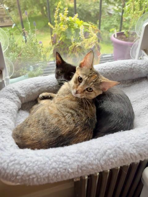 SWEETIE & VELVET, an adoptable mixed breed in Bangor, ME image 5/6