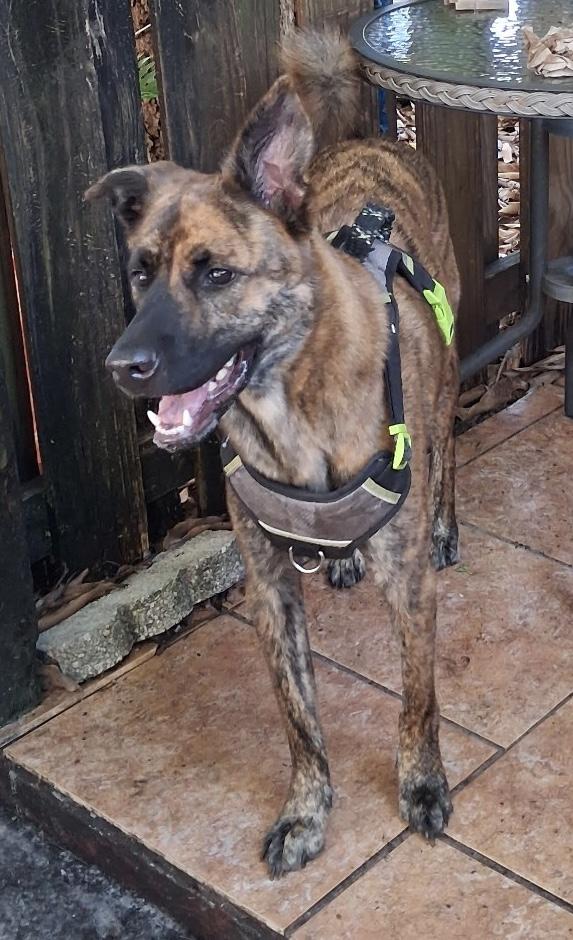 Enlarge Travis, a Adoptable mixed breed in Davie, FL image 2/4