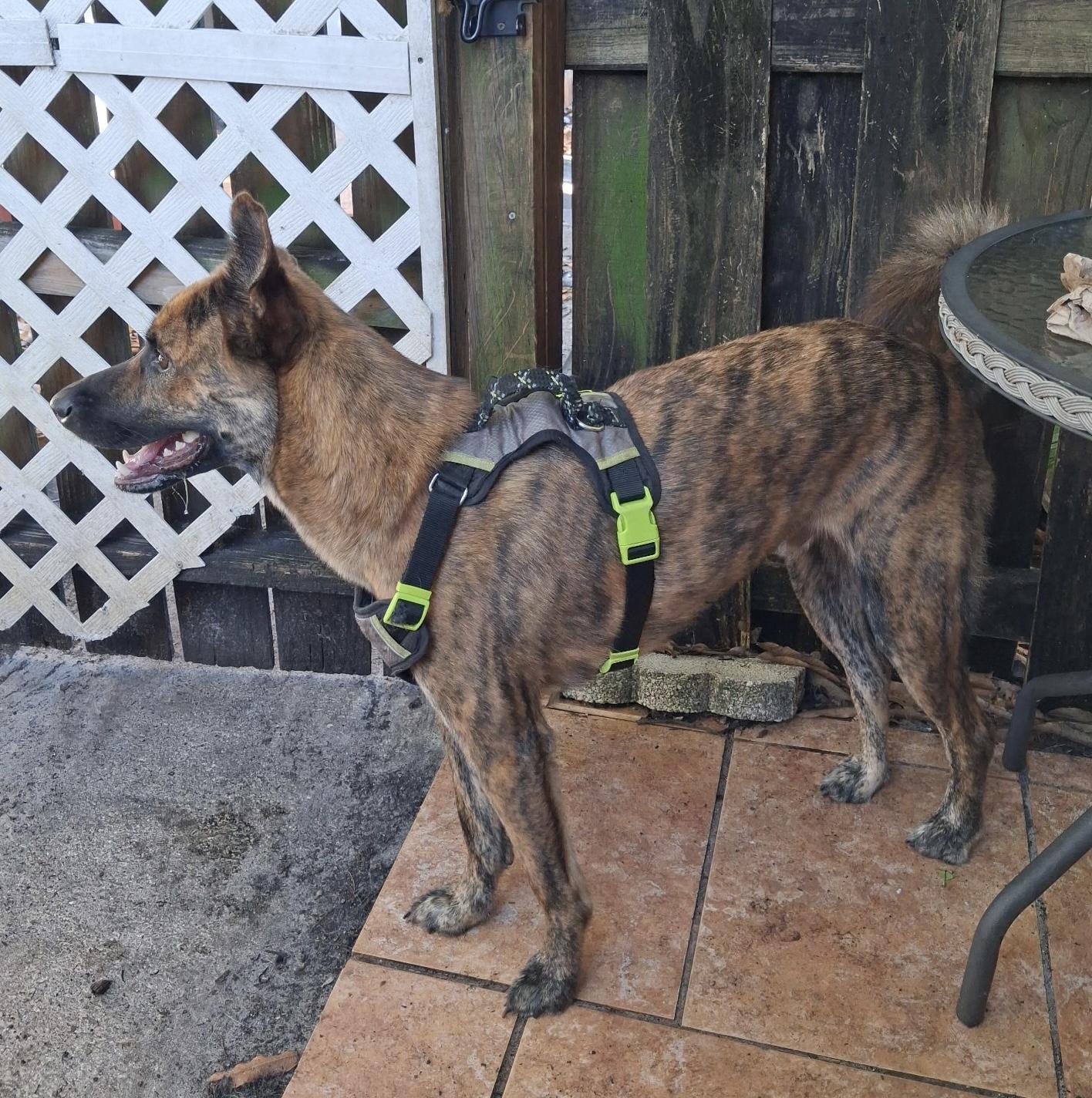 Enlarge Travis, a Adoptable mixed breed in Davie, FL image 3/4