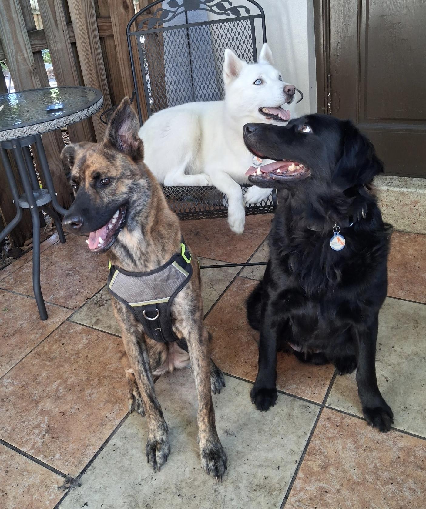 Enlarge Travis, a Adoptable mixed breed in Davie, FL image 4/4