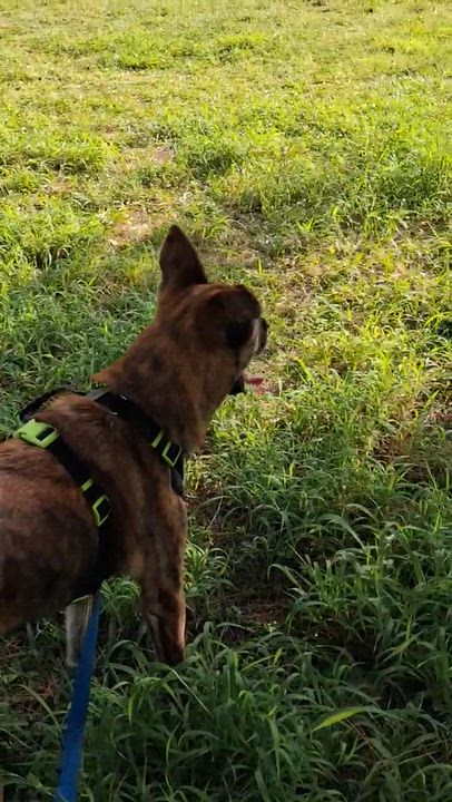 Enlarge Travis, a Adoptable mixed breed in Davie, FL video 1/4