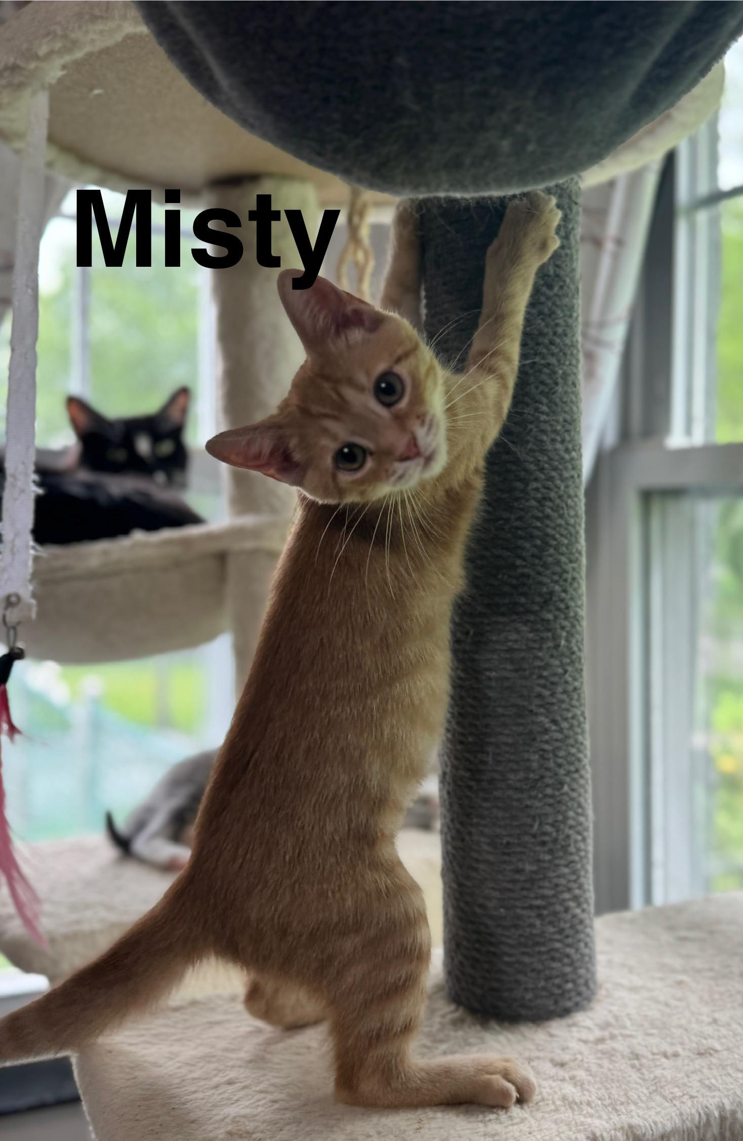 Misty, Baby Female American Shorthair