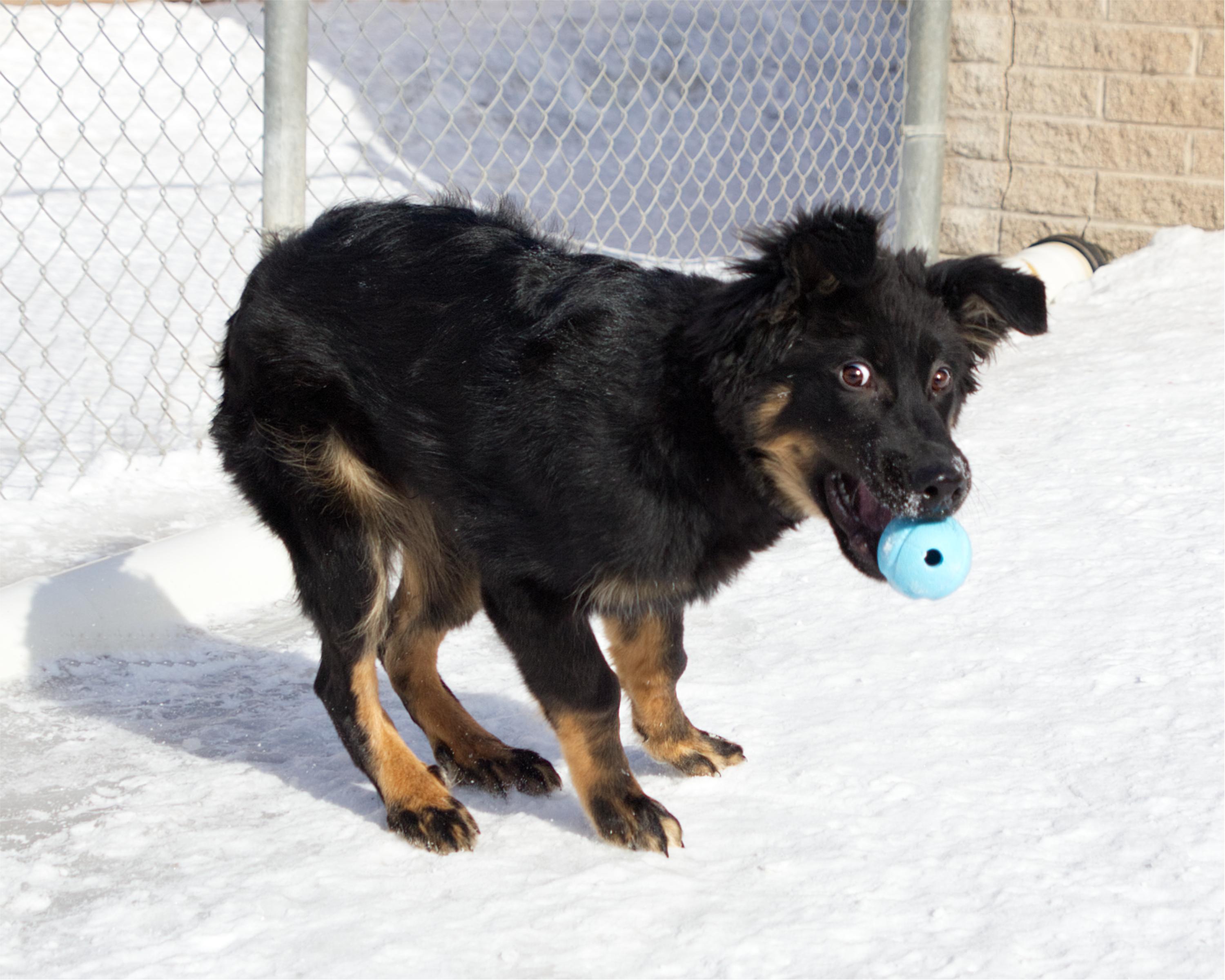 Raphael, an adoptable mixed breed in Winnipeg, MB image 3/3