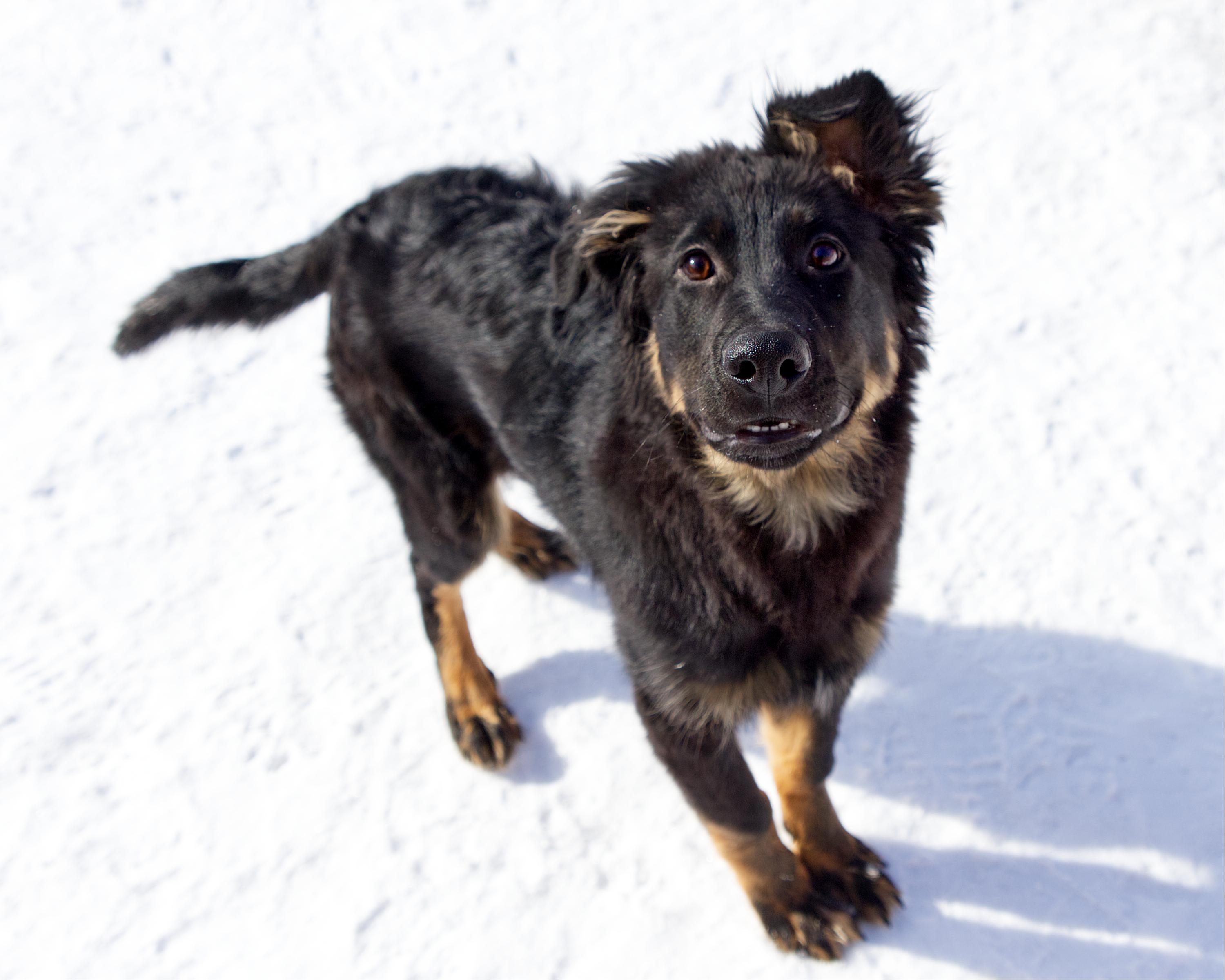 Raphael, an adoptable mixed breed in Winnipeg, MB image 2/3