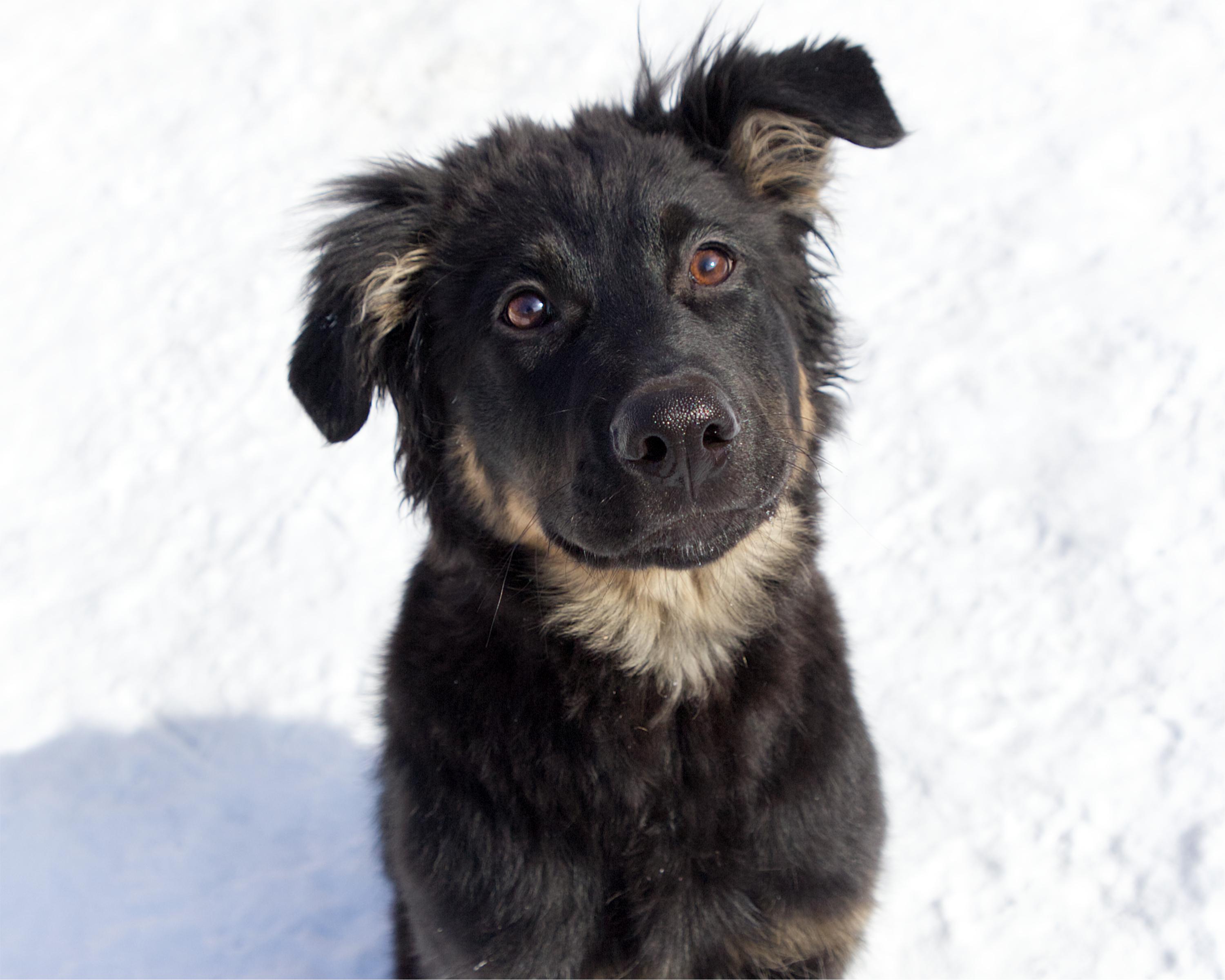 Raphael, adoptable, Young Male German Shepherd Dog.