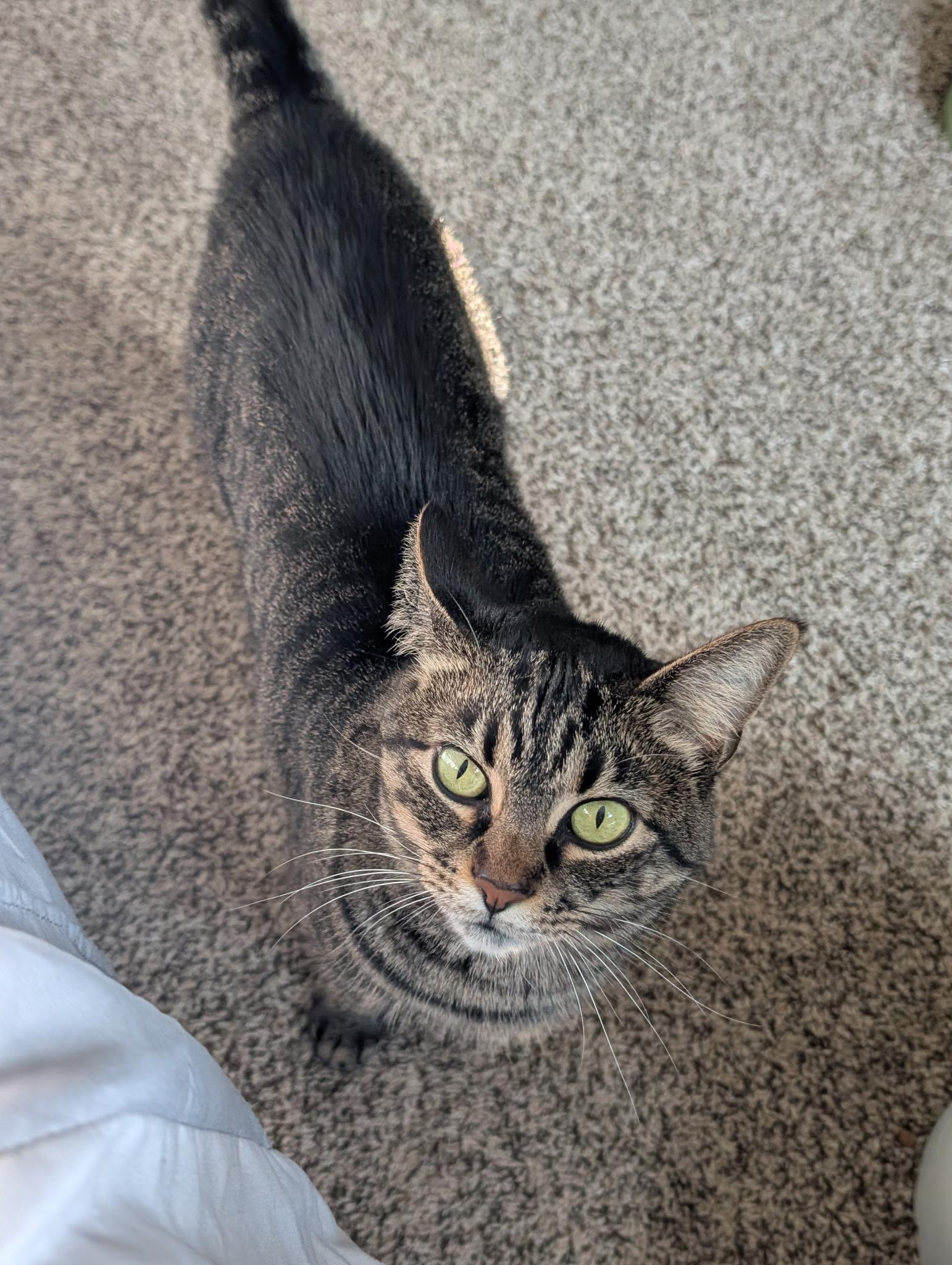 Poppy, Adopted, Adult Female Domestic Short Hair.