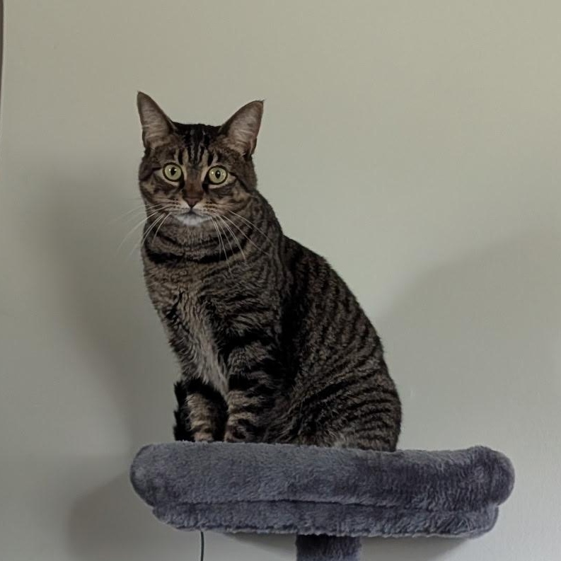 Enlarge Poppy, a Adopted mixed breed in Bettendorf, IA image 2/4