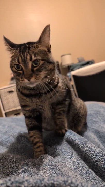 Enlarge Poppy, a Adopted mixed breed in Bettendorf, IA video 4/4