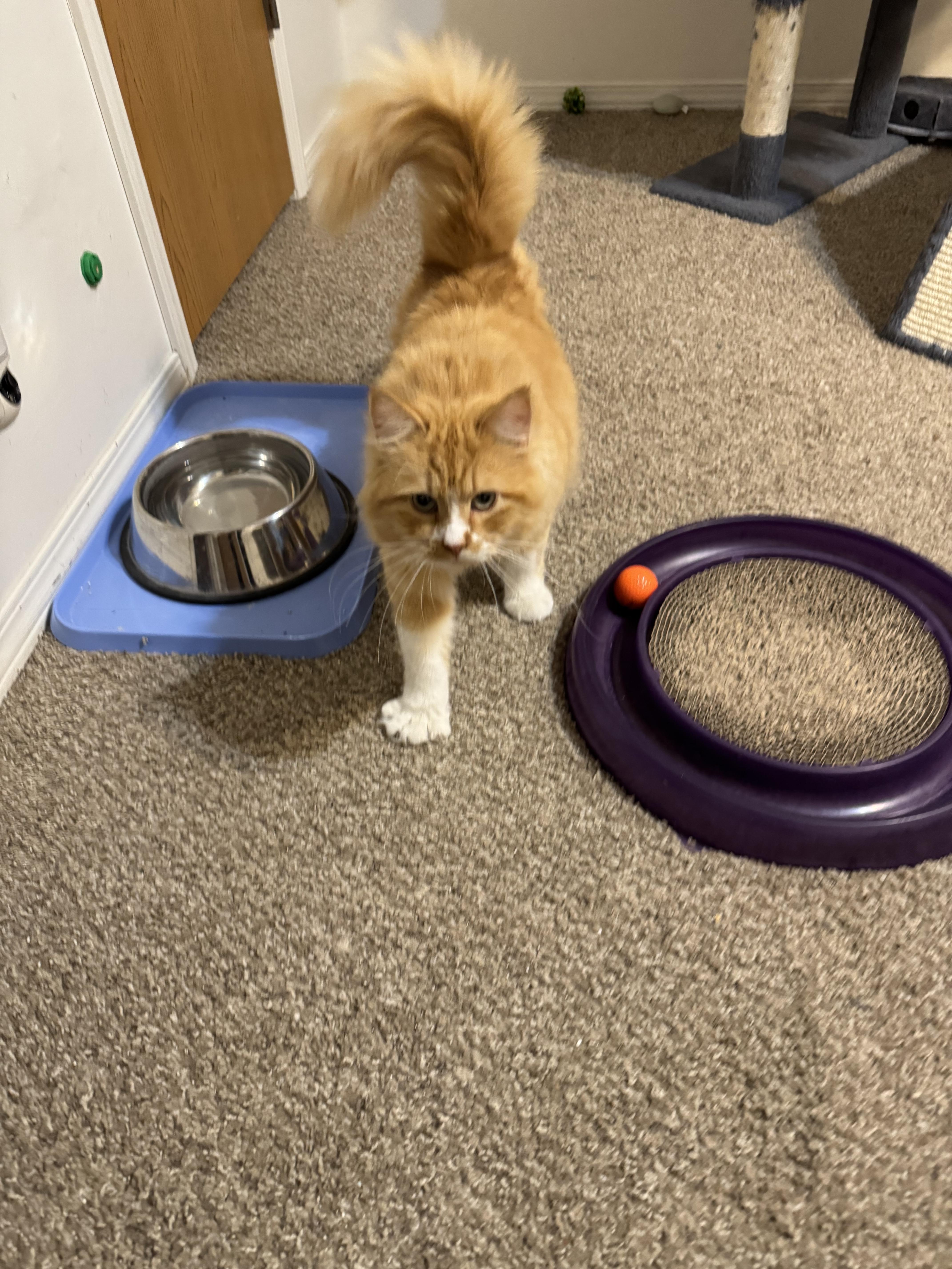 Enlarge Teddy, a Adopted mixed breed in Springfield, MO image 2/6