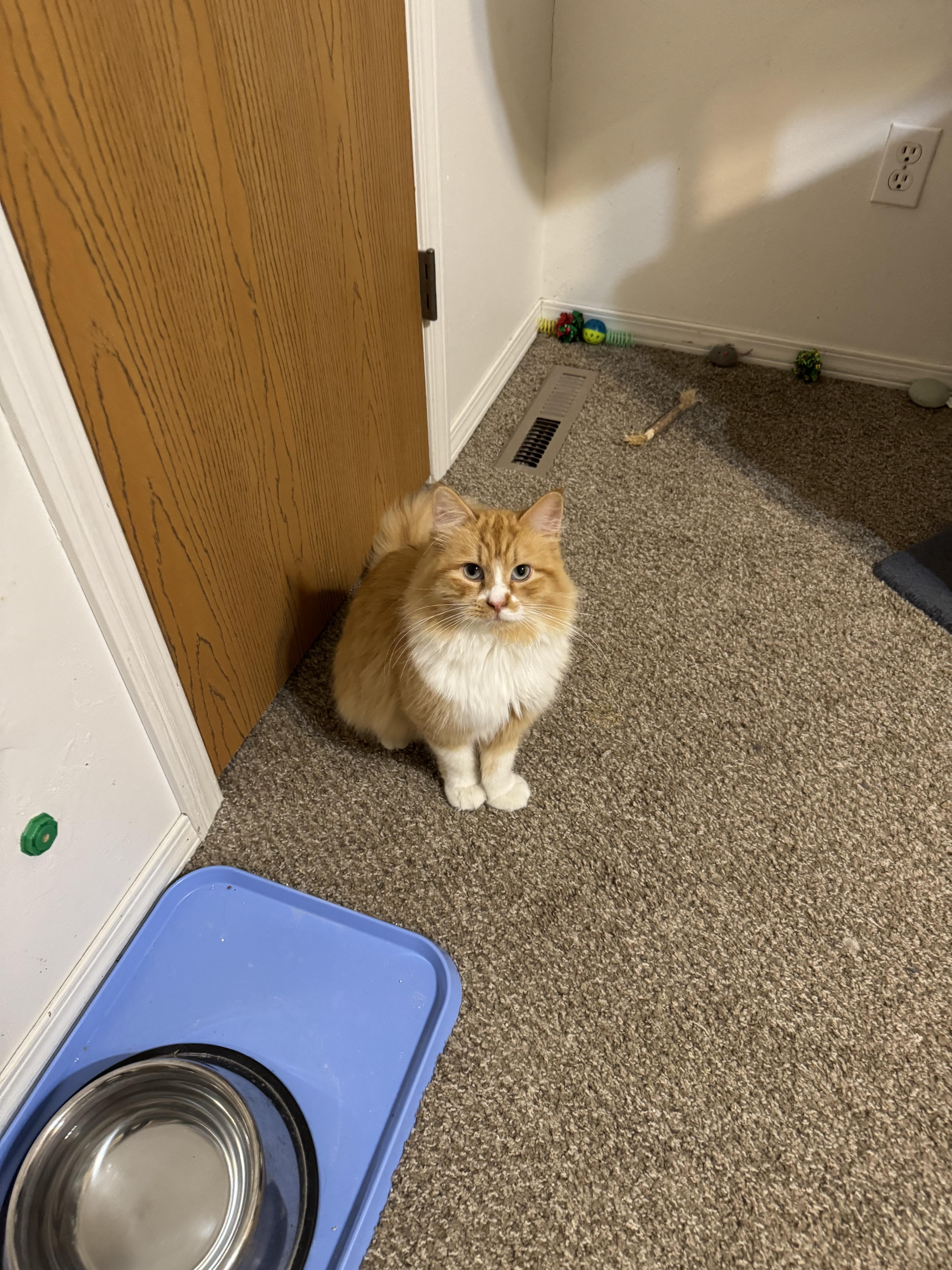 Enlarge Teddy, a Adopted mixed breed in Springfield, MO image 4/6