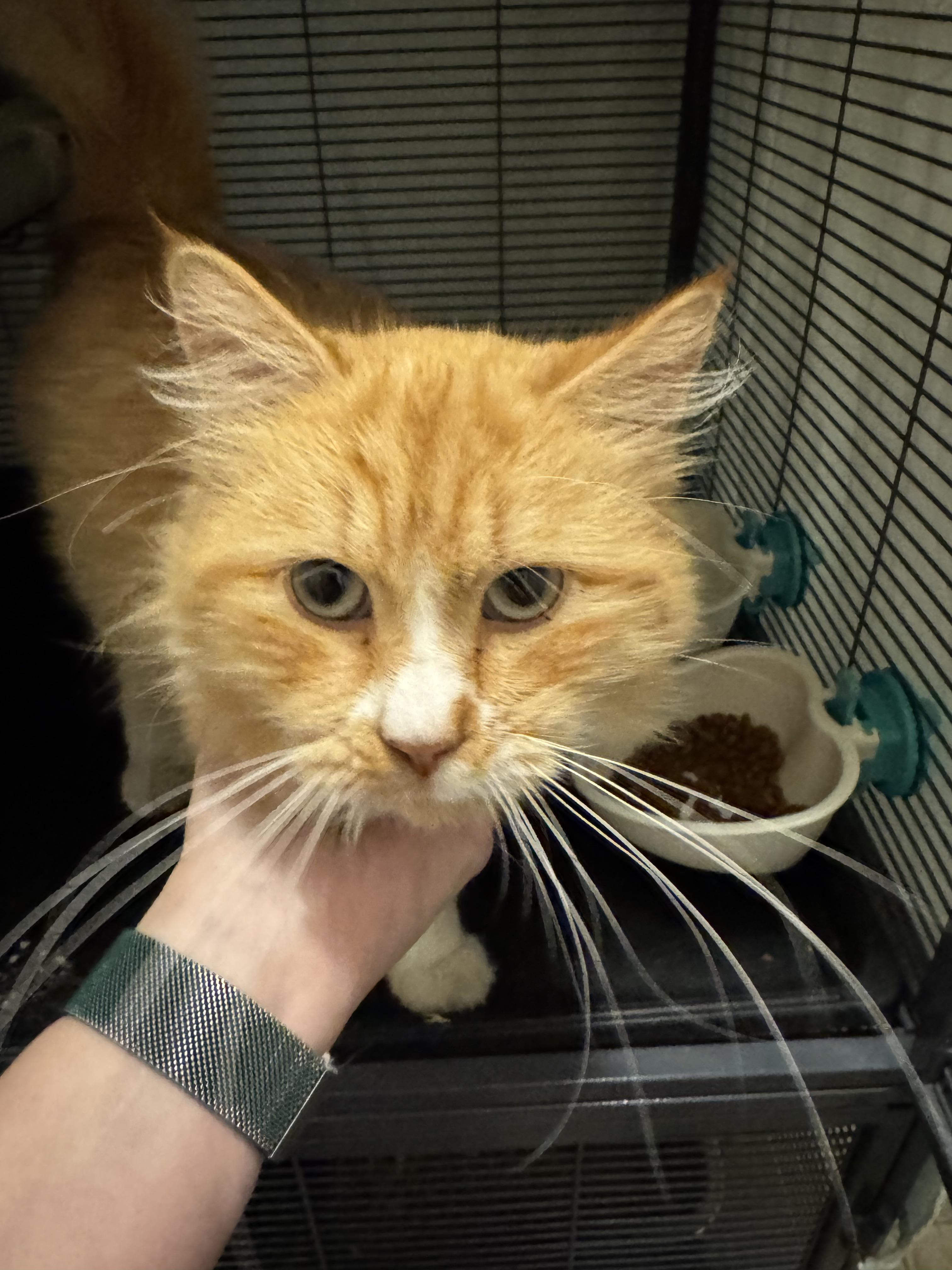 Enlarge Teddy, a Adopted mixed breed in Springfield, MO image 5/6