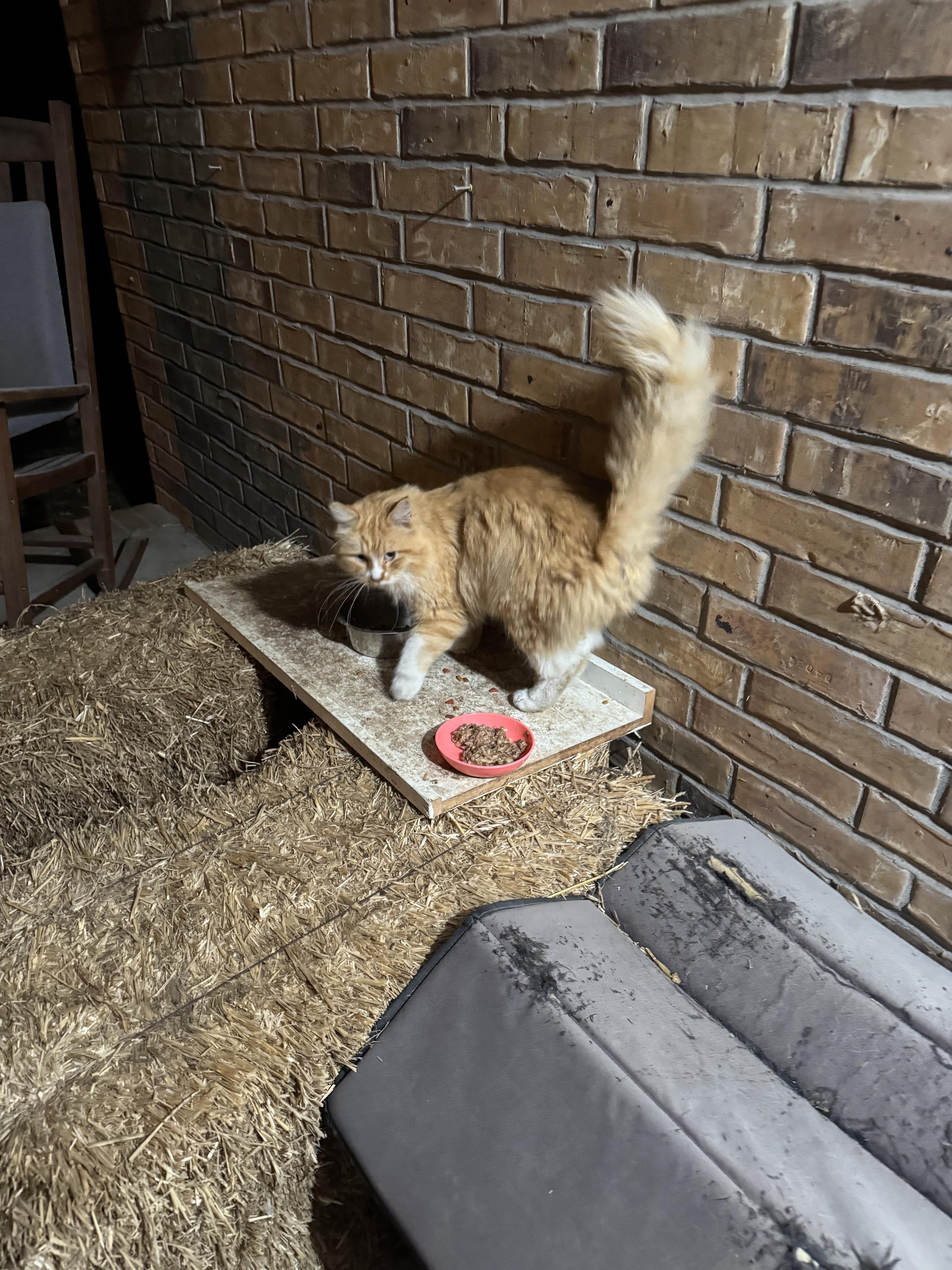 Enlarge Teddy, a Adopted mixed breed in Springfield, MO image 6/6