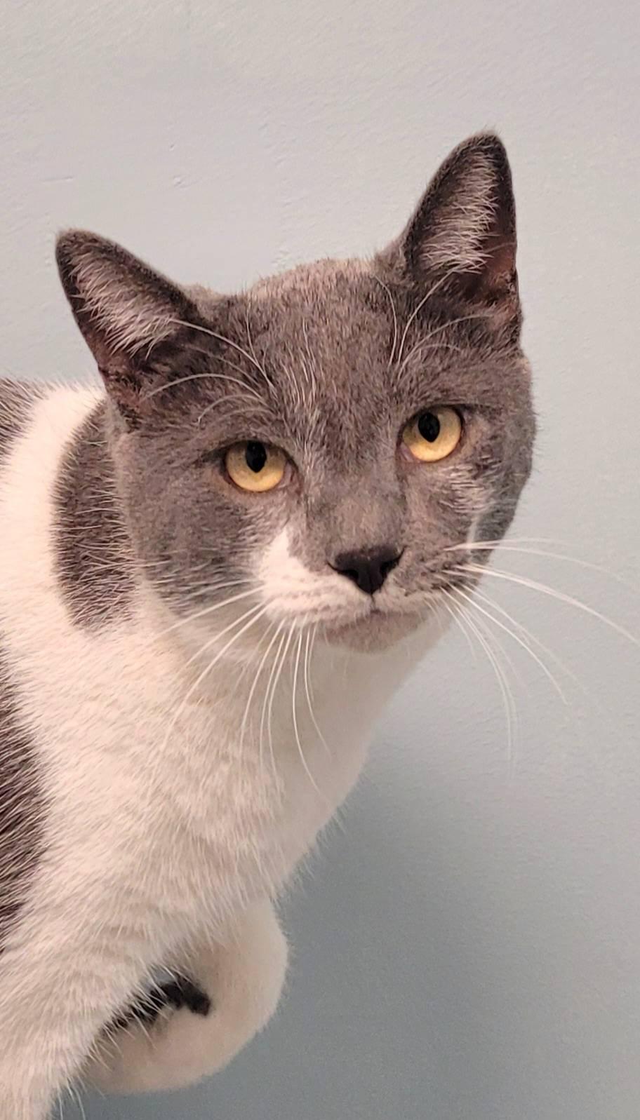 Enlarge Gabriel, an adopted Domestic Short Hair in Abington, PA image 4/4