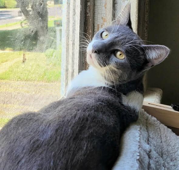 Enlarge Gabriel, an adopted Domestic Short Hair in Abington, PA image 3/4