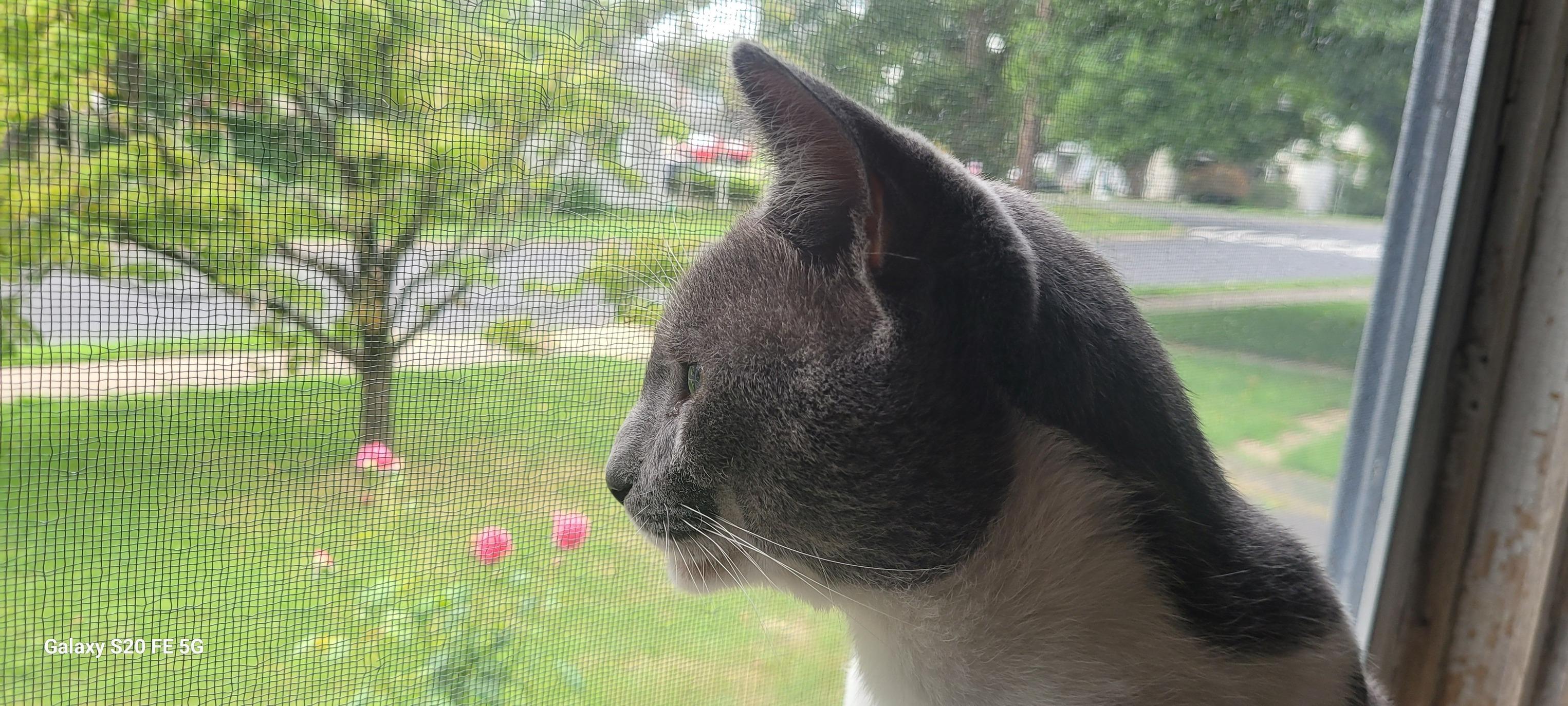 Enlarge Gabriel, an adopted Domestic Short Hair in Abington, PA image 2/4