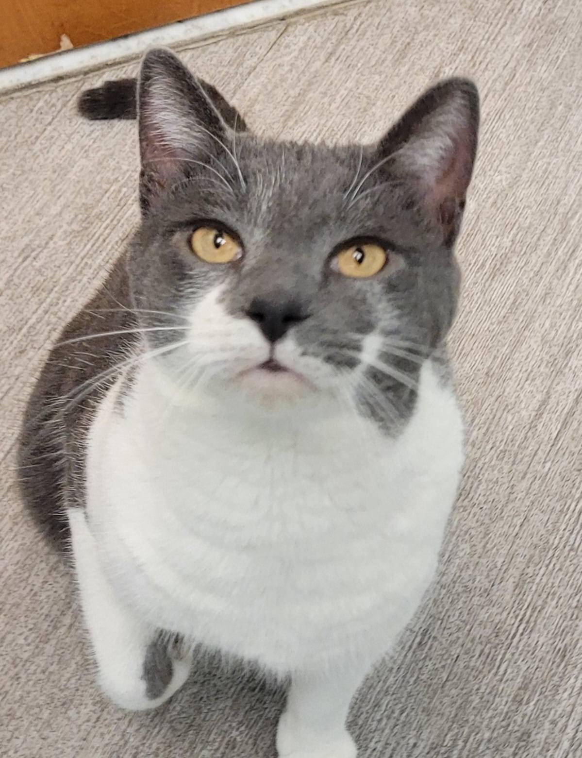 Enlarge Gabriel, an adopted Domestic Short Hair in Abington, PA image 1/4