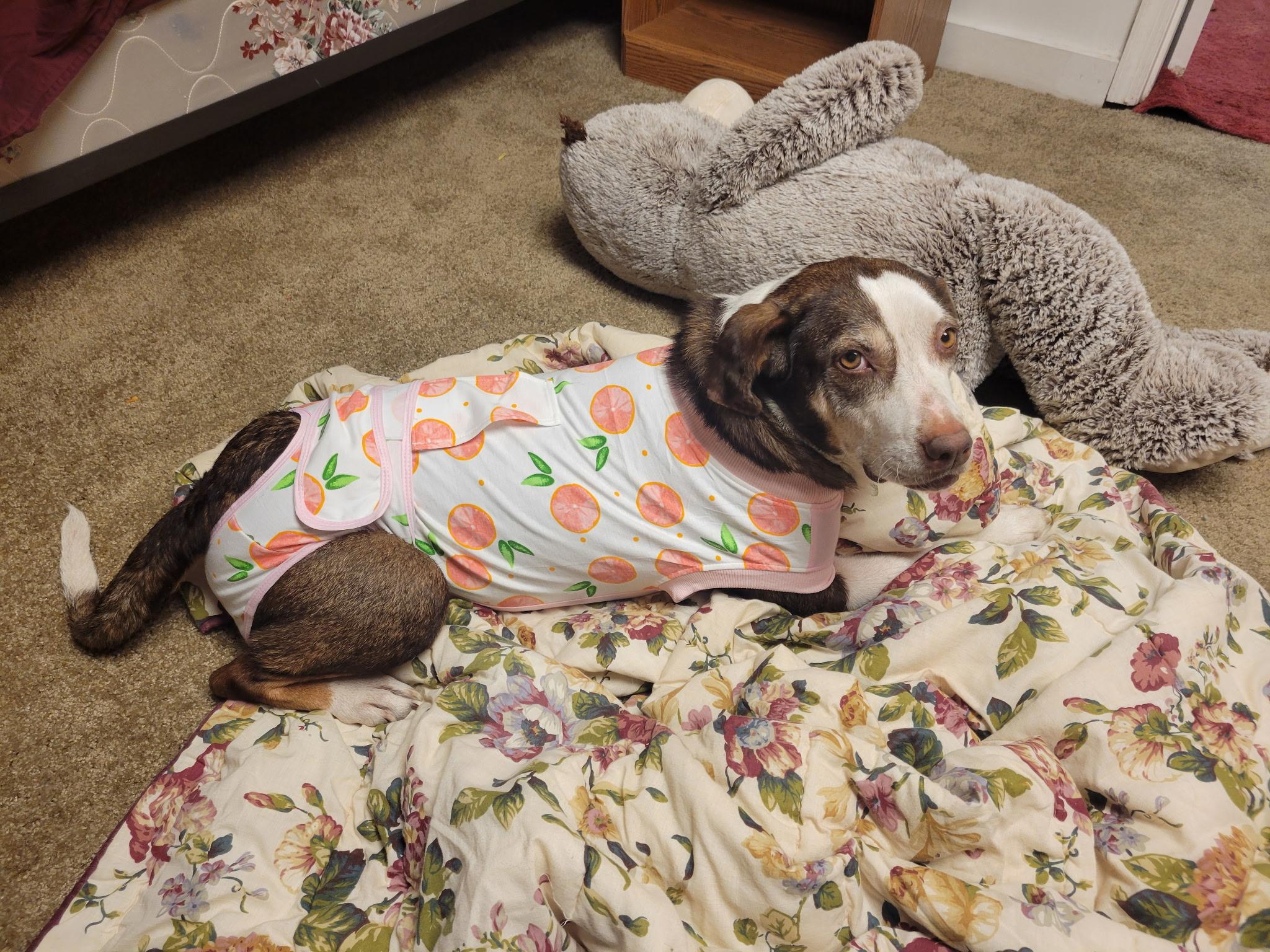 Lucy, a Adoptable mixed breed in Maryville, TN image 1/6