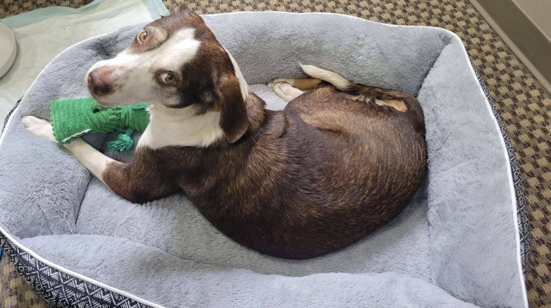 Lucy, a Adoptable mixed breed in Maryville, TN image 3/6