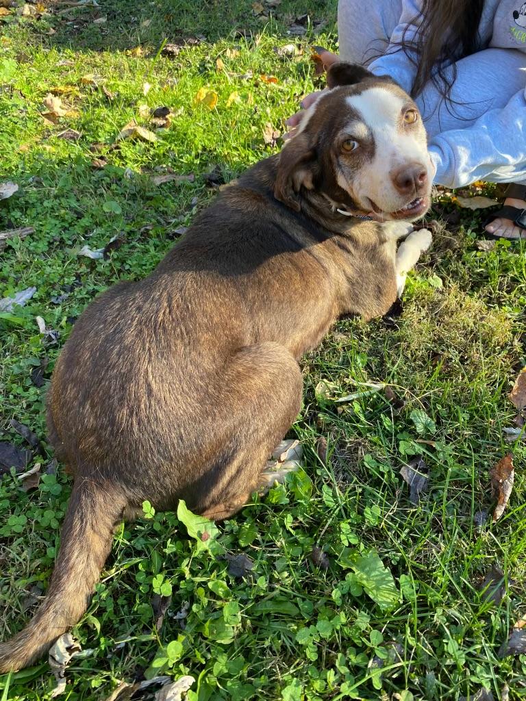 Lucy, a Adoptable mixed breed in Maryville, TN image 4/6