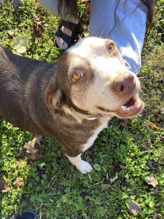 Lucy, a Adoptable mixed breed in Maryville, TN image 5/6