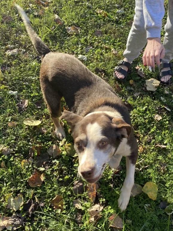 Lucy, a Adoptable mixed breed in Maryville, TN image 6/6
