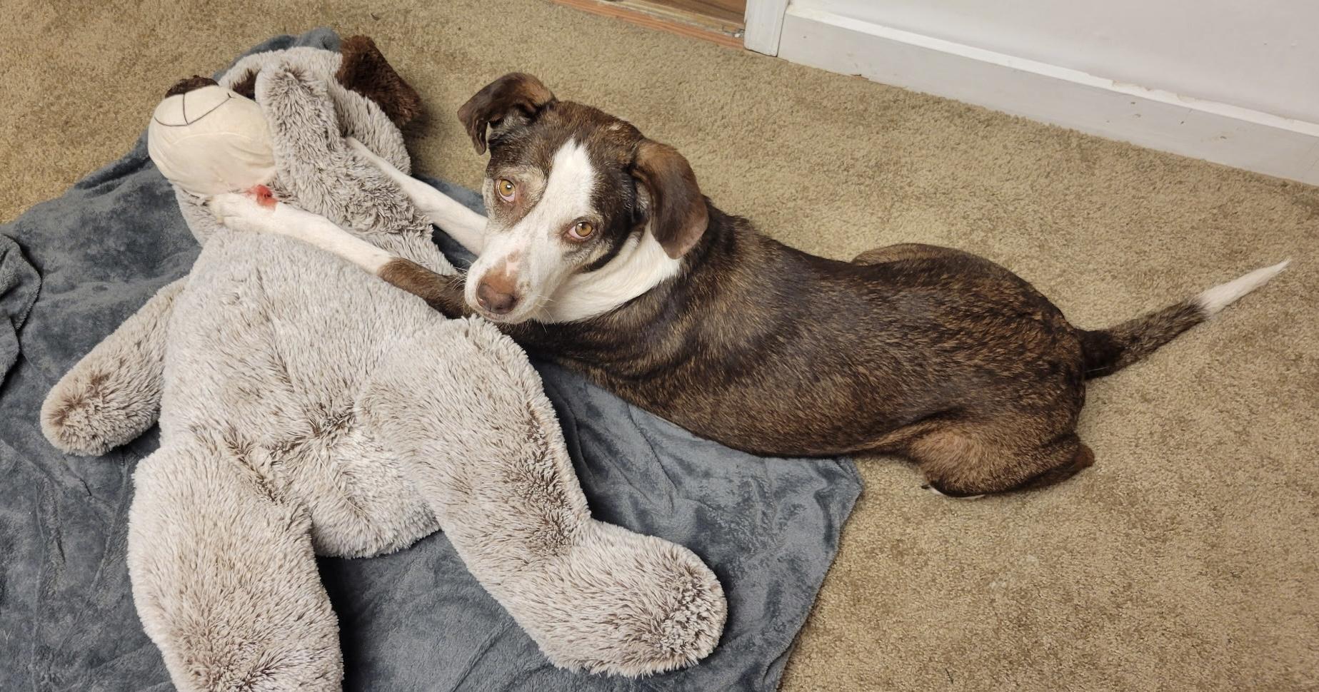 Lucy, a Adoptable mixed breed in Maryville, TN image 2/6