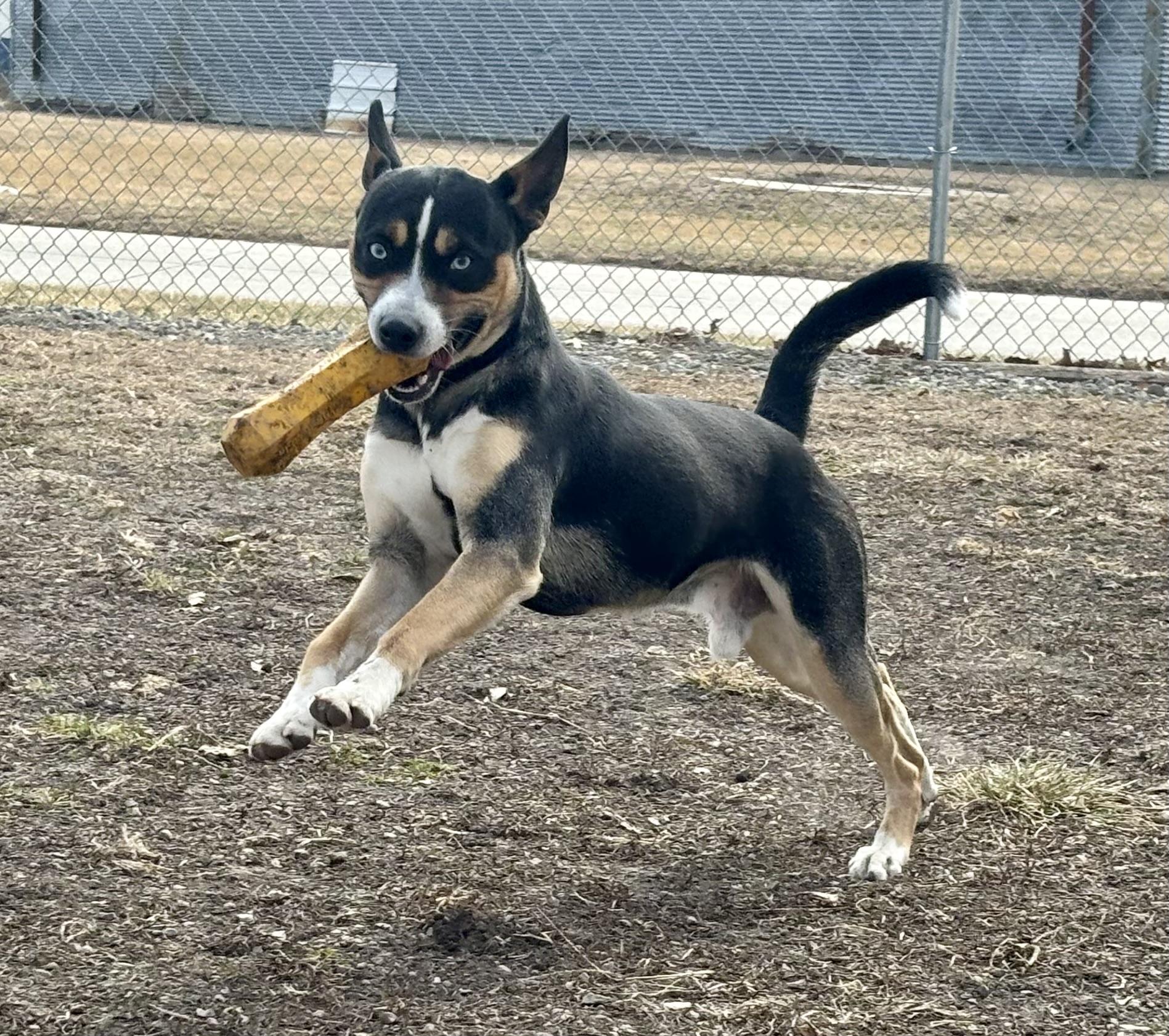 Enlarge Rolo, a ADOPTABLE mixed breed in Shenandoah, IA image 1/4