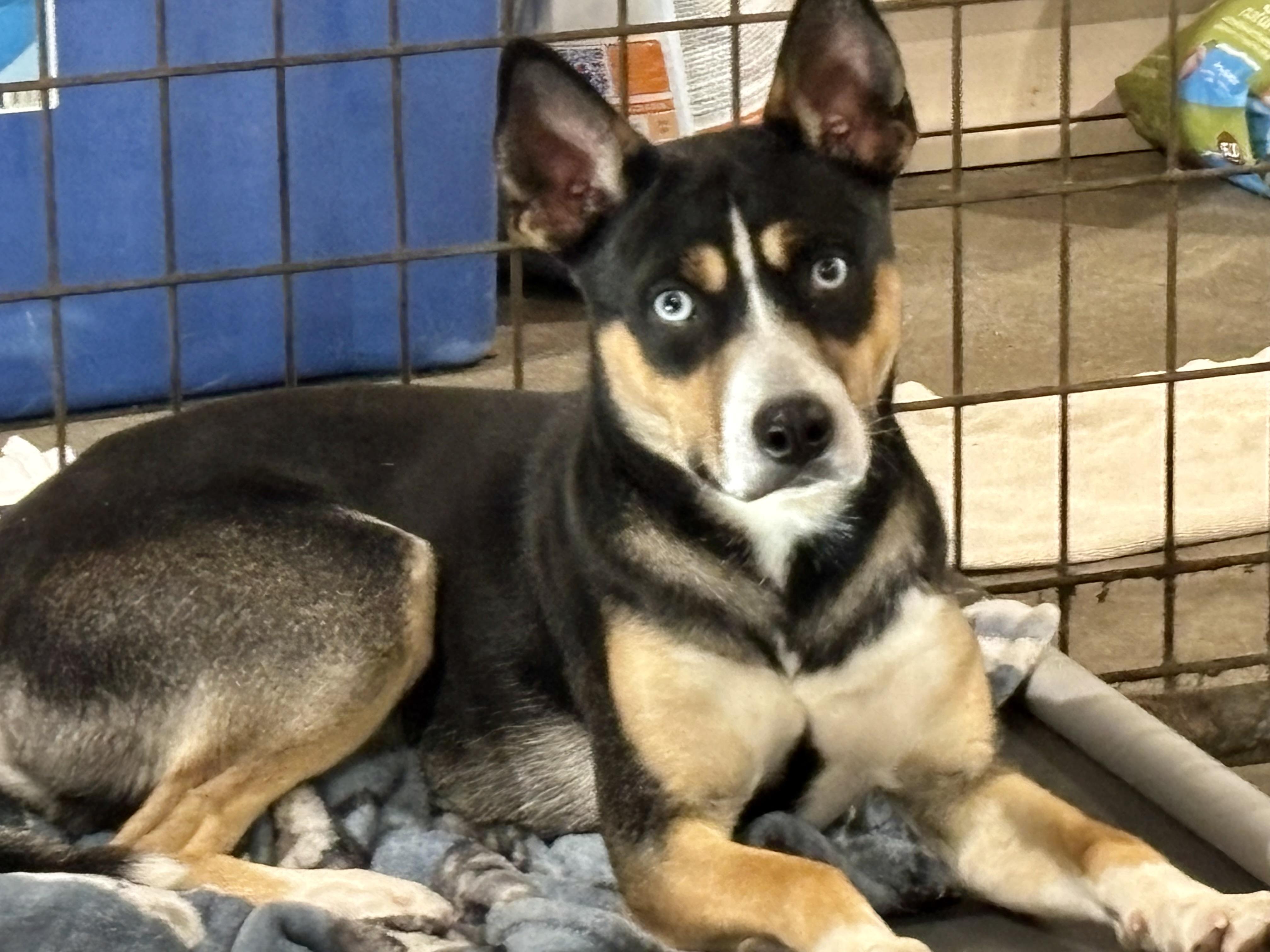 Enlarge Rolo, a ADOPTABLE mixed breed in Shenandoah, IA image 4/4