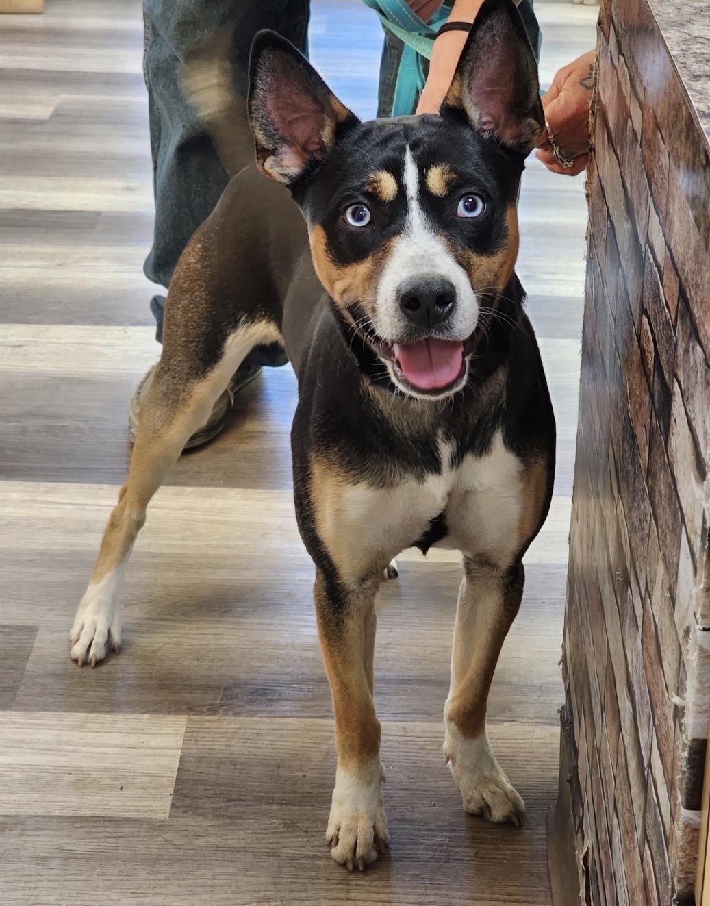 Enlarge Rolo, a ADOPTABLE mixed breed in Shenandoah, IA image 3/4