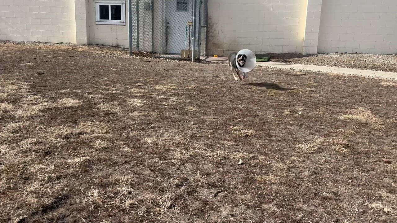 Enlarge Rolo, a ADOPTABLE mixed breed in Shenandoah, IA video 2/4