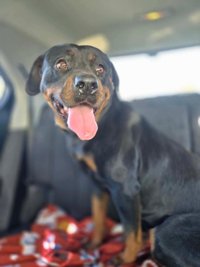 Enlarge Xena, a Adopted Rottweiler in Waynesville, GA image 1/1