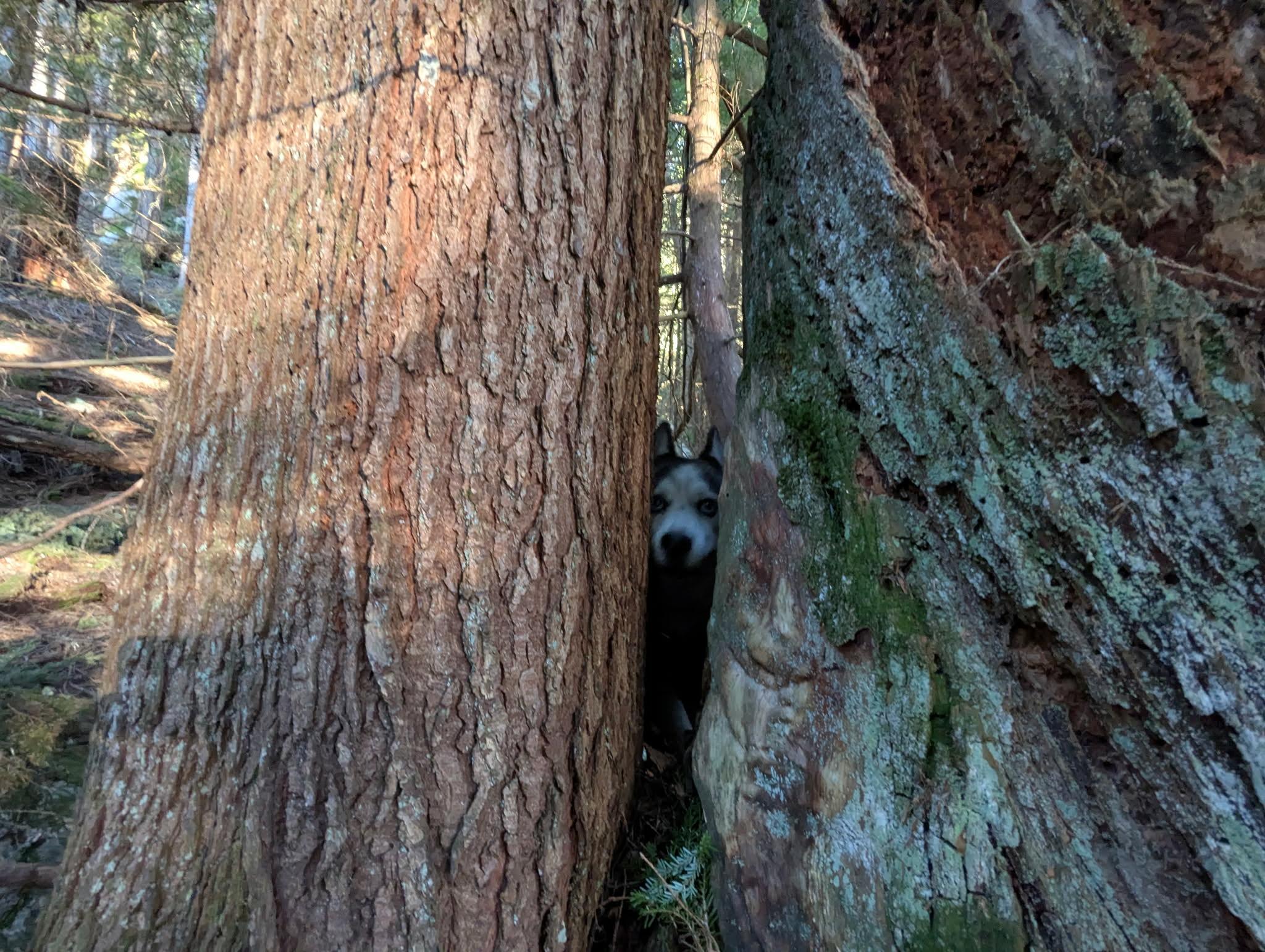 Enlarge Mabel, an adopted Siberian Husky in Langley, BC image 2/4