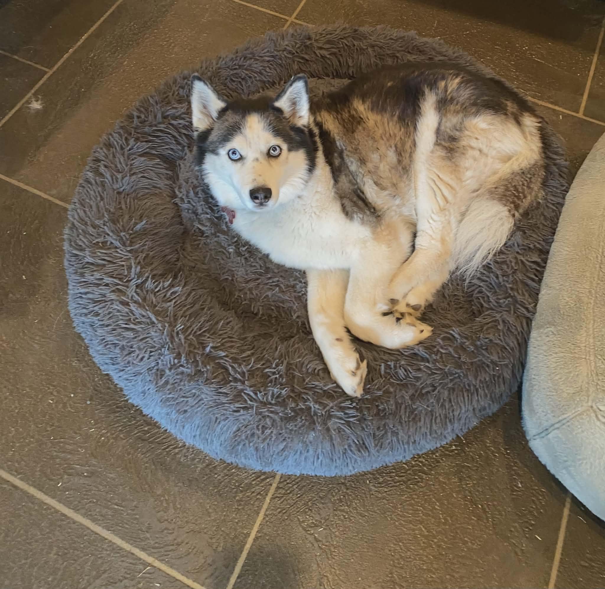 Enlarge Mabel, an adopted Siberian Husky in Langley, BC image 4/4