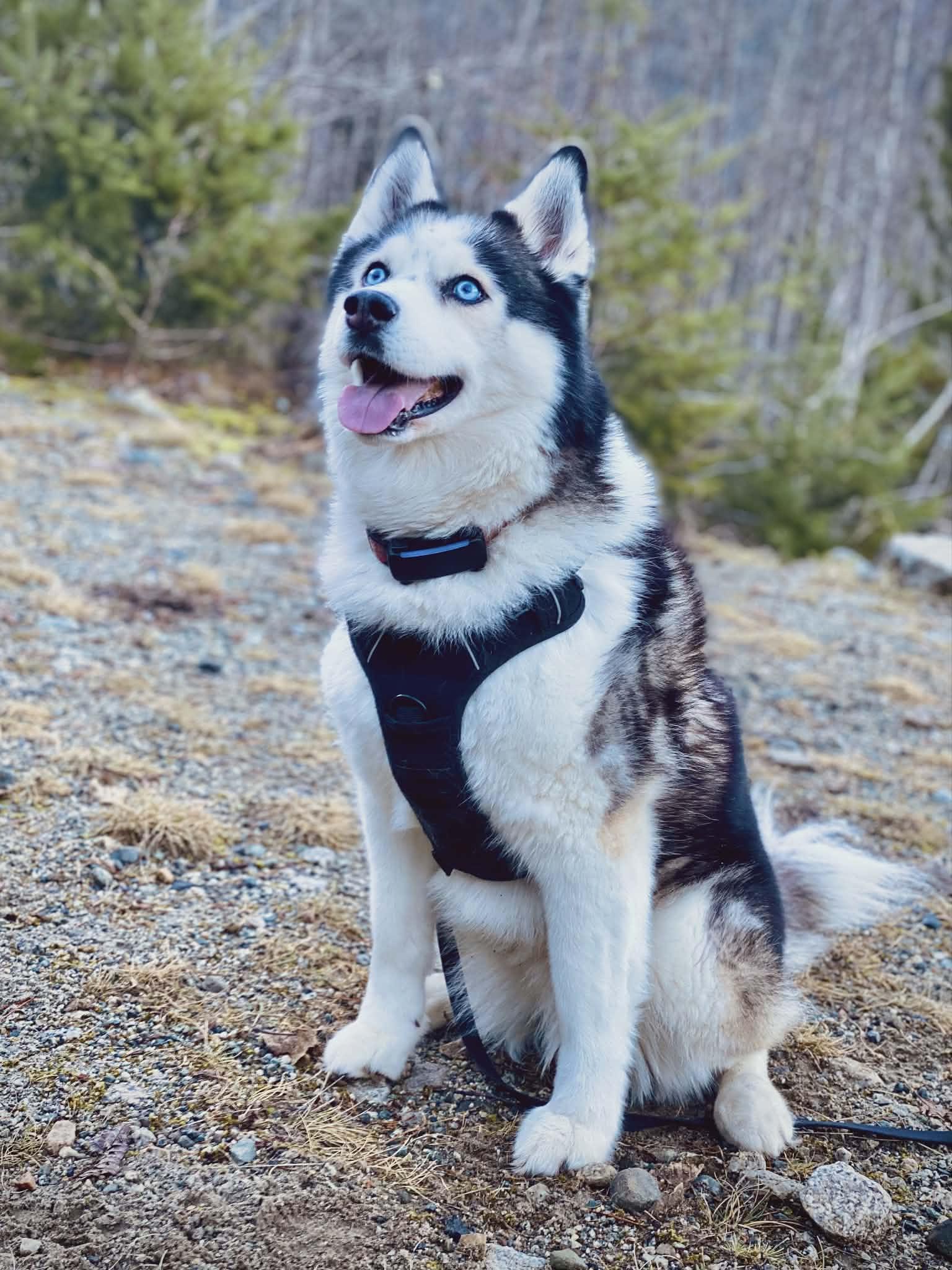 Enlarge Mabel, an adopted Siberian Husky in Langley, BC image 1/4