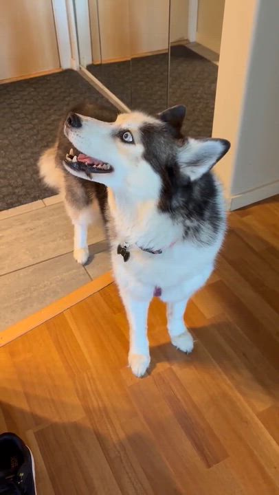 Enlarge Mabel, an adopted Siberian Husky in Langley, BC video 3/4