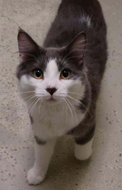 Leo, a Adoptable mixed breed in Verona, WI image 1/3