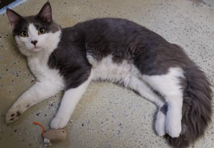 Leo, a Adoptable mixed breed in Verona, WI image 2/3