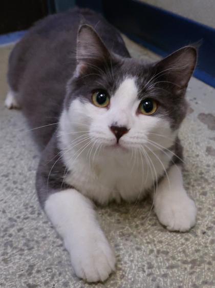 Leo, a Adoptable mixed breed in Verona, WI image 3/3