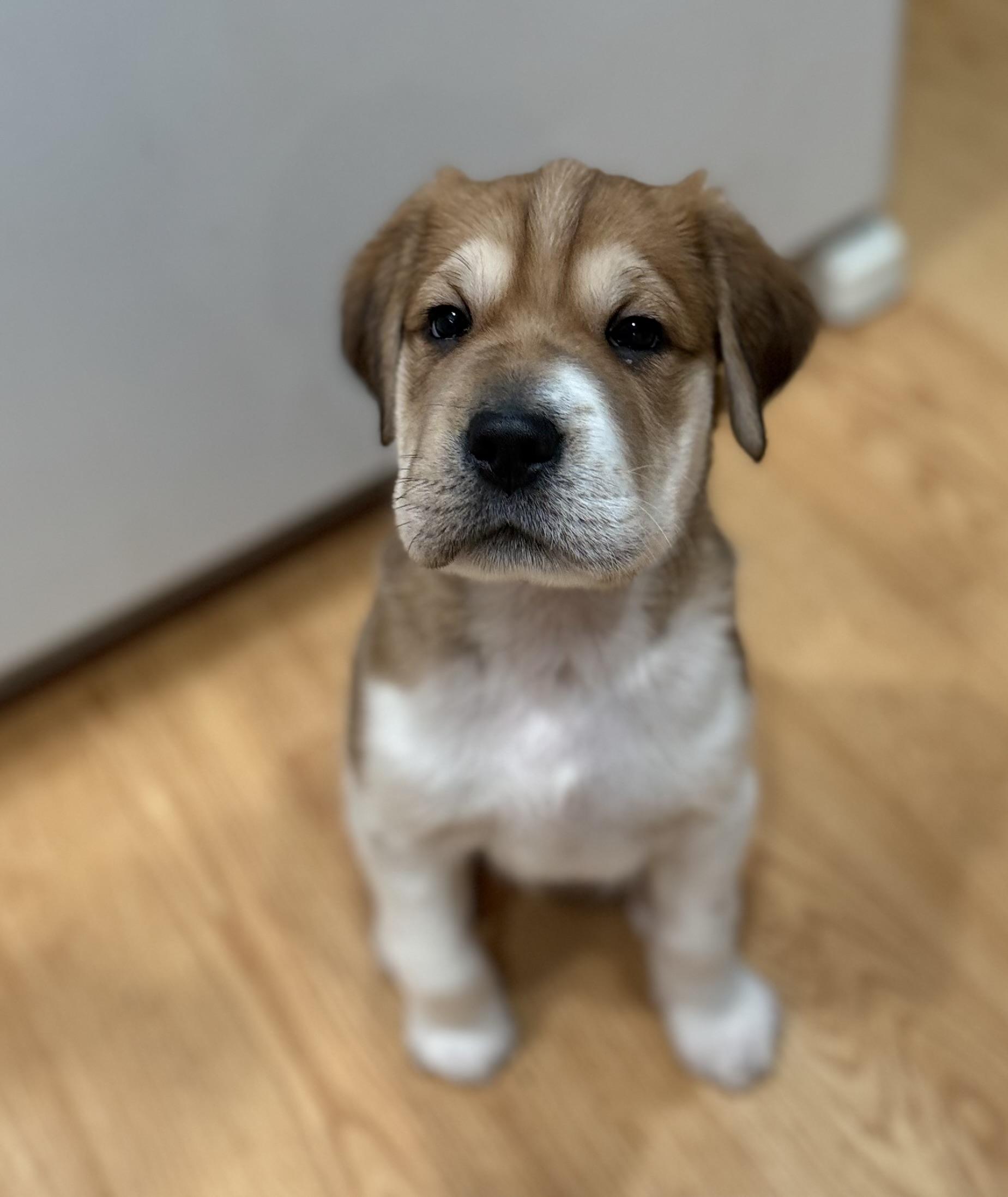 Henry, ADOPTABLE, Puppy Male German Shepherd Dog & Shar-Pei.