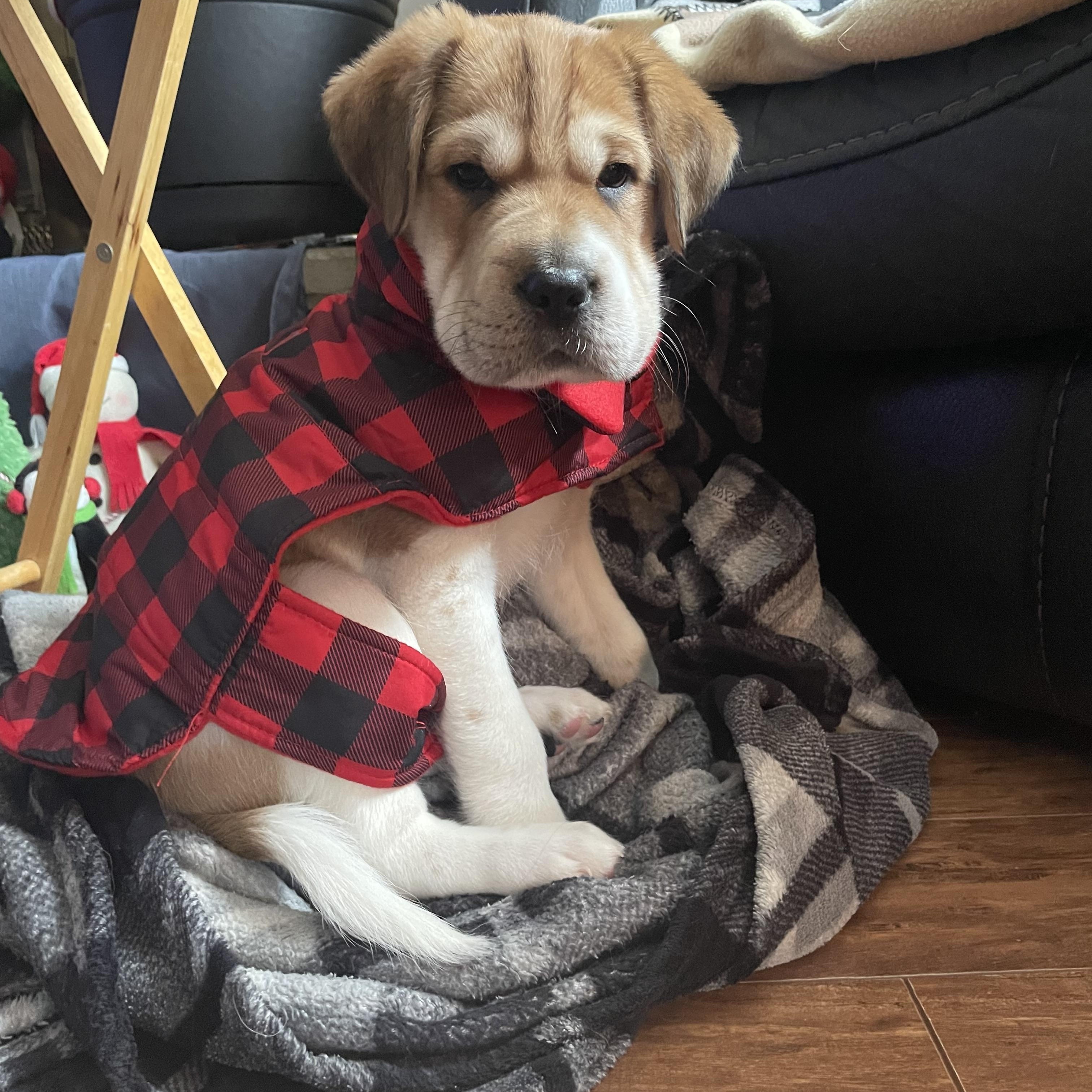 Enlarge Henry, a ADOPTABLE mixed breed in Oshawa, ON image 2/4
