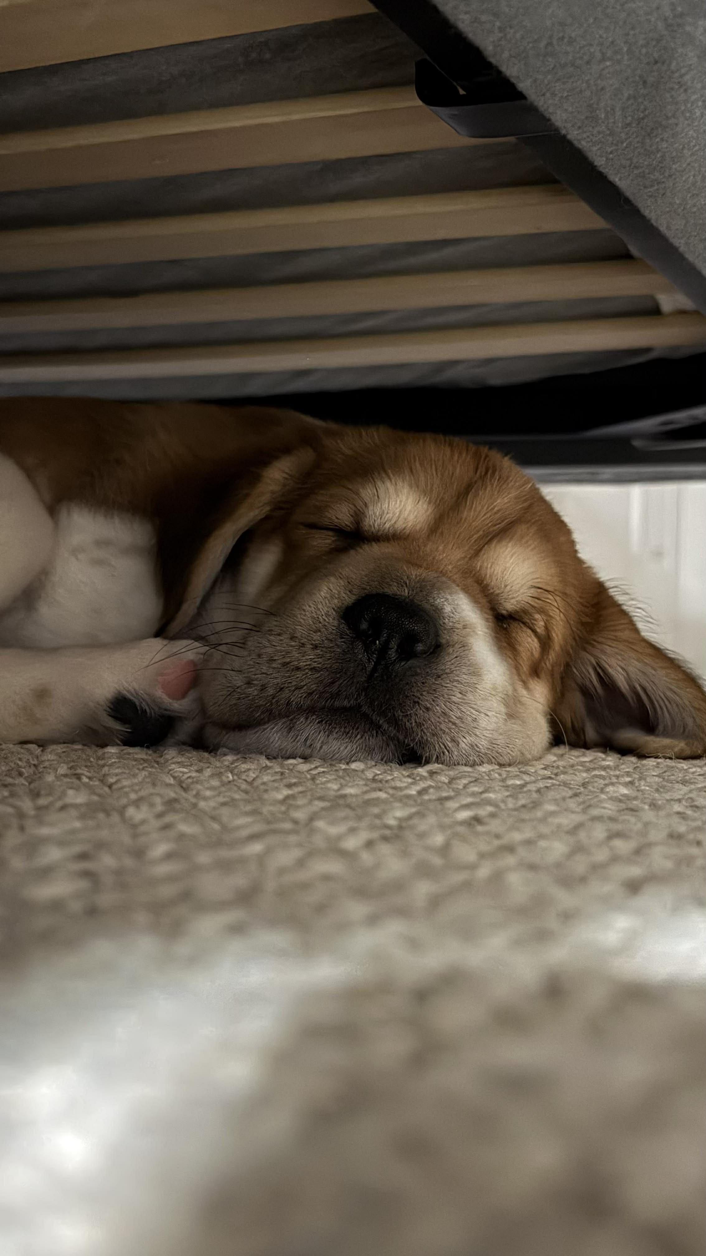 Enlarge Henry, an adoptable mixed breed in Guelph, ON image 3/3