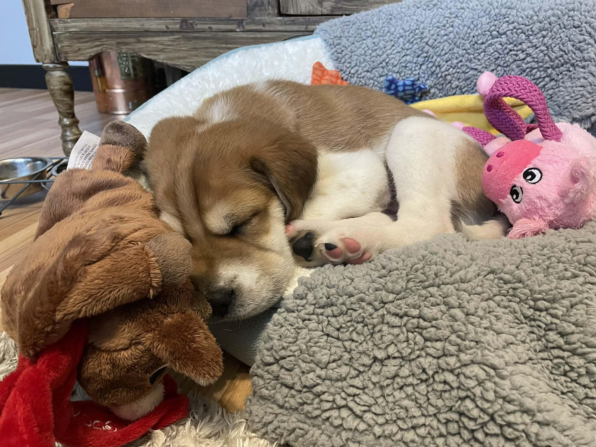 Enlarge Henry, a ADOPTABLE mixed breed in Oshawa, ON image 3/4