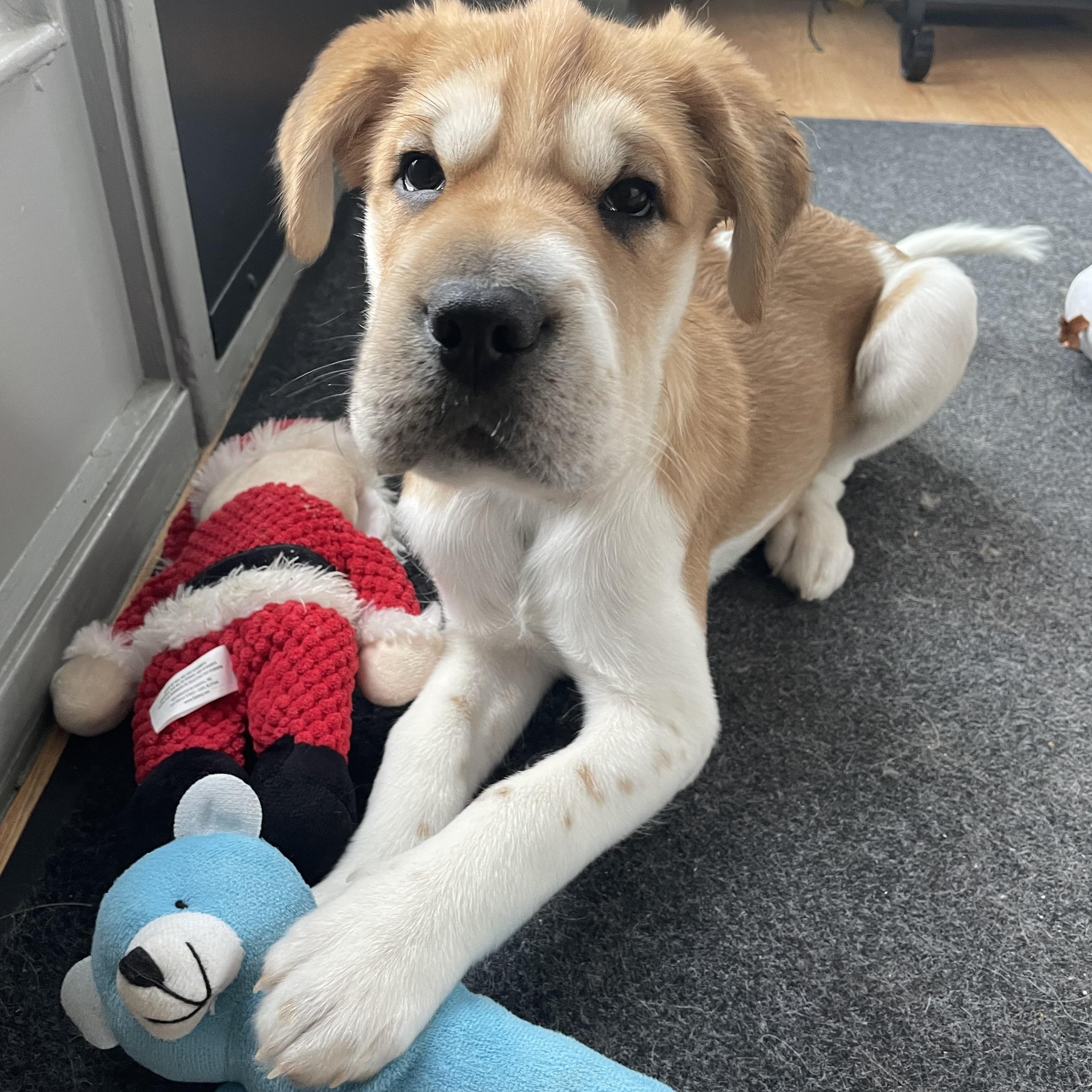 Henry, adoptable, Puppy Male German Shepherd Dog & Shar-Pei.